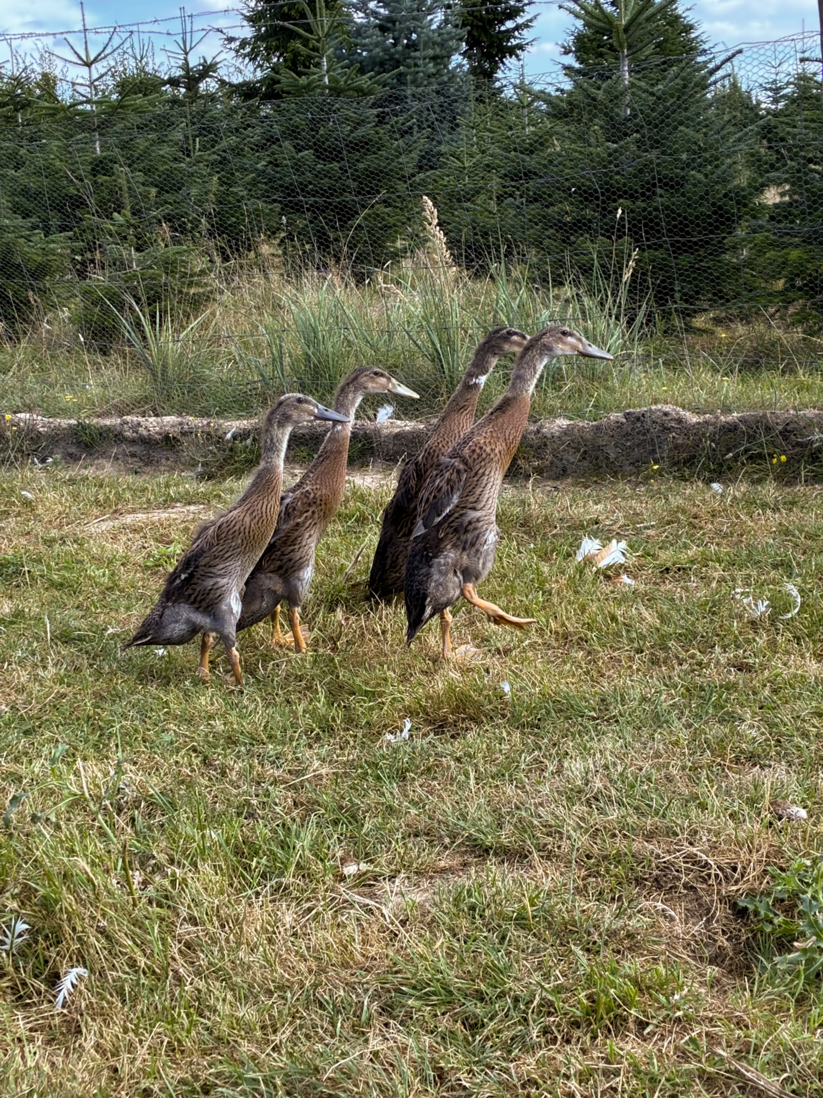 Eier und Geflügel 4 Unsere Enten