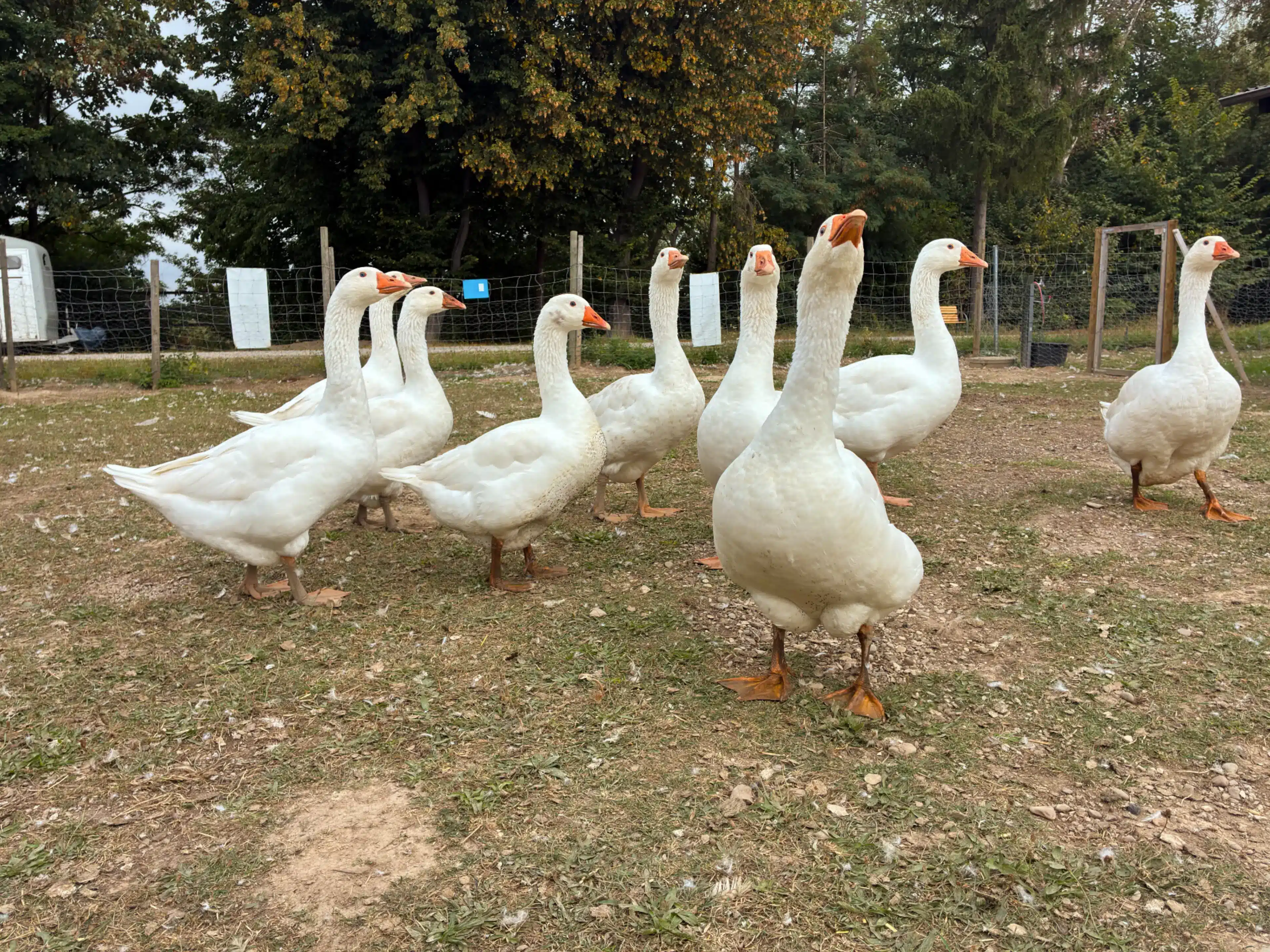 Eier und Geflügel 3 Unsere Gänse