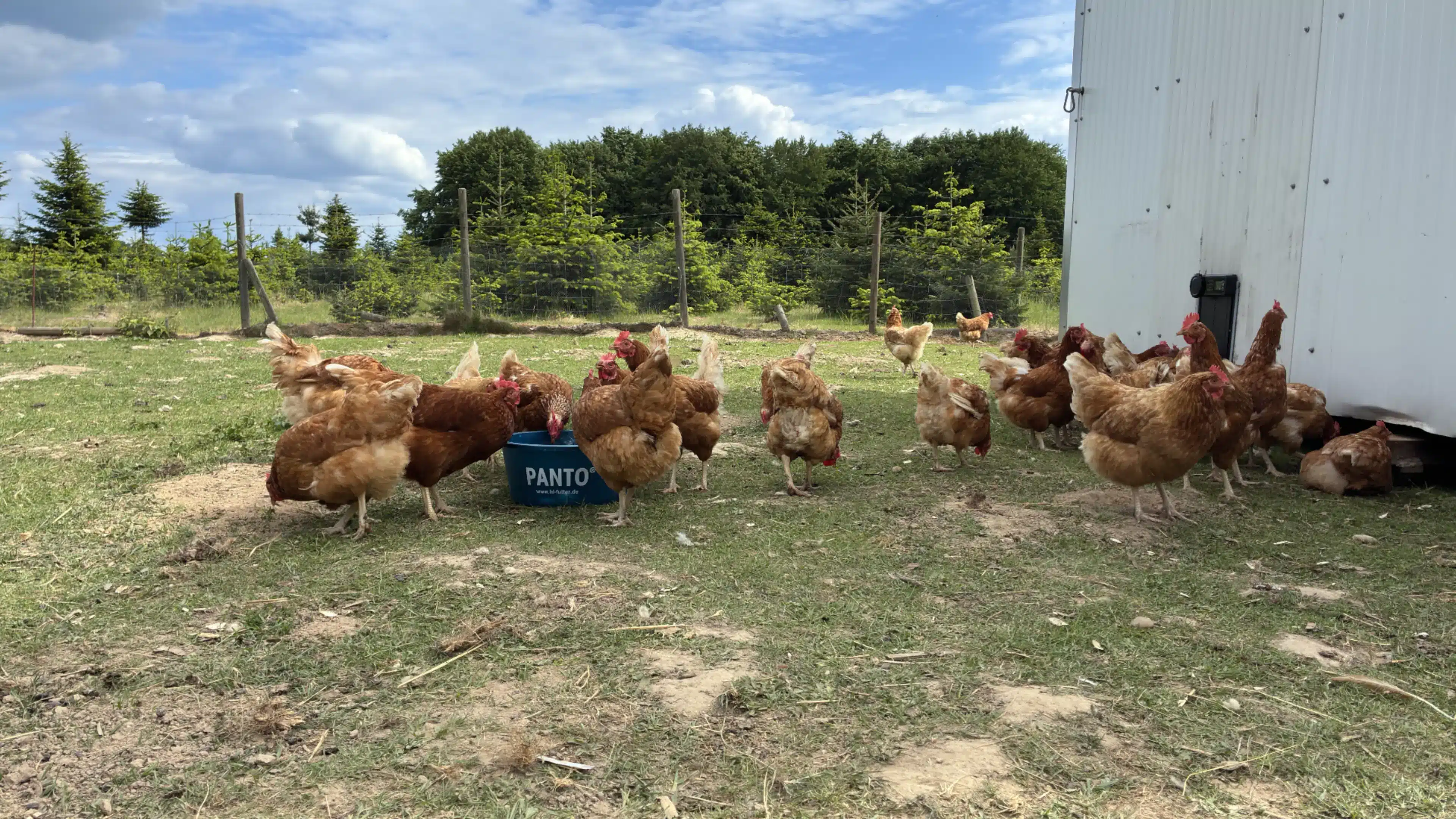 Eier und Geflügel 2 Eier und Geflügel