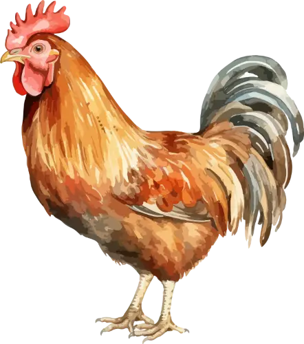 Huhn