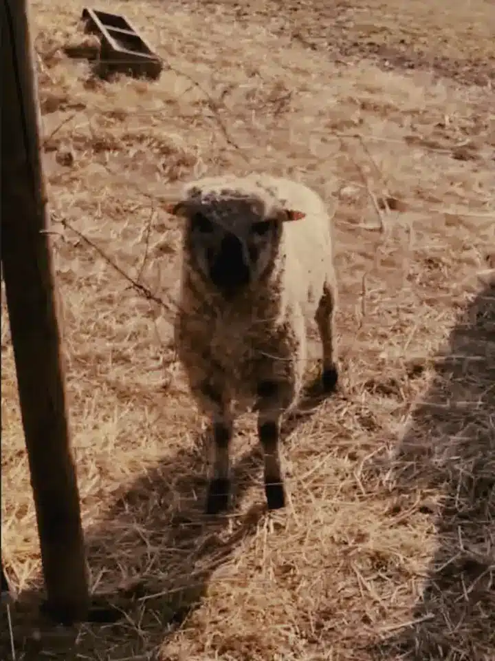 Schafe 10 Karl-Theodor vom Berkel