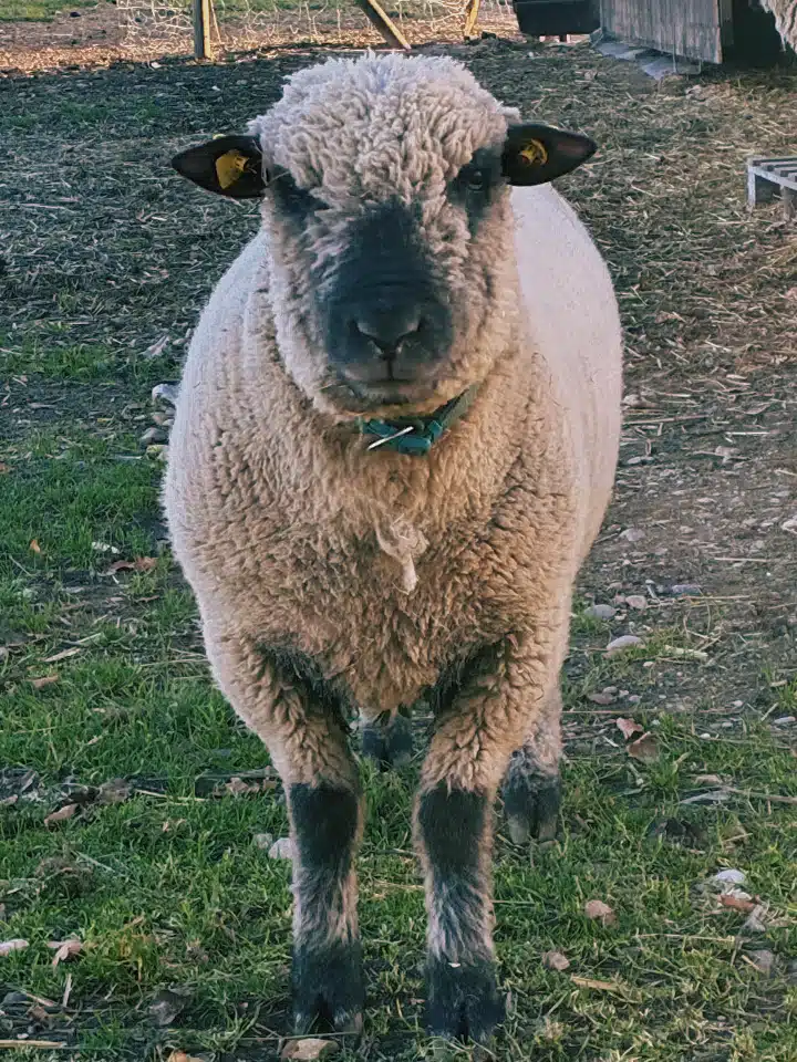 Schafe 9 Paul-Valeri